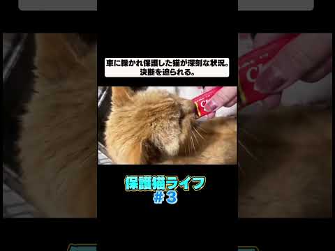 車に轢かれて大怪我してしまった猫が回復するまで③(YouTube)