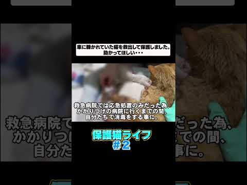 車に轢かれて大怪我してしまった猫が回復するまで②(YouTube)