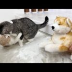 猫たちの喧嘩を柴犬に仲裁してもらったらまさかのこうなりましたw(YouTube)