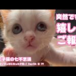 突然ですが嬉しいご報告 そして子猫の七不思議 生後1日で独りぼっちになった子猫+1 Day36 ＆ 19　【2023 09 21-2】(YouTube)