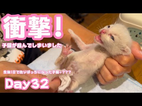 衝撃! 急に縮んでしまった子猫はどうなるのか？生後1日で独りぼっちになった子猫+？？？ Day32【2023 09 17-0】(YouTube)