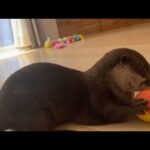 カワウソとバスケットで戦ってみた I tried to fight an otter with a basket.(YouTube)