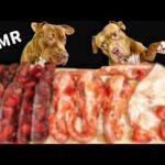 【閲覧注意⚠️】骨付き肉をボリボリ食べるピットブルの咀嚼音が最高すぎる(YouTube)