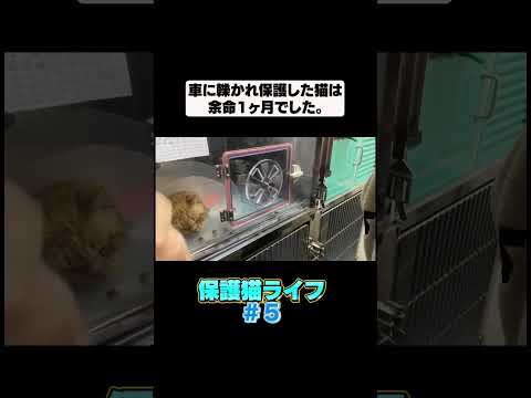 車に轢かれて大怪我してしまった猫が回復するまで⑤(YouTube)