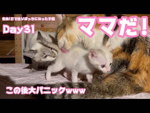 2023 09 16 1 ママが来て喜んだけどその後悲劇に襲われましたwww 生後1日で独りぼっちになった子猫 Day31(YouTube)