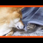 【R村の歴史】柴犬パパママにかまって欲しくて色々なところでアタックするキジトラ子猫たち(YouTube)