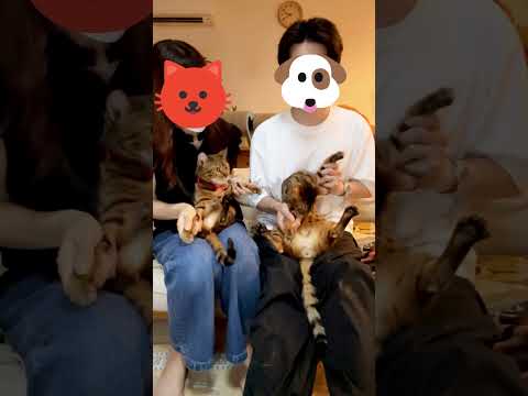 猫夫婦で「ひき肉です！」 #shorts(YouTube)