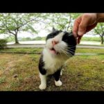 逃げるのかと思ったらただ後ろ向いただけだった公園の猫(YouTube)