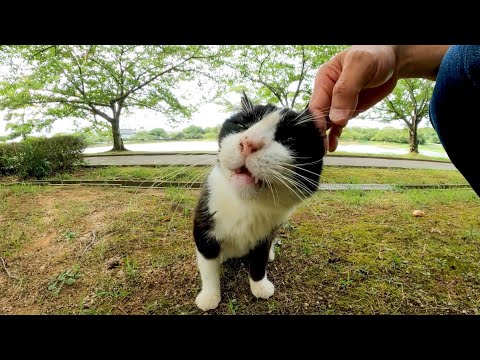 逃げるのかと思ったらただ後ろ向いただけだった公園の猫(YouTube)