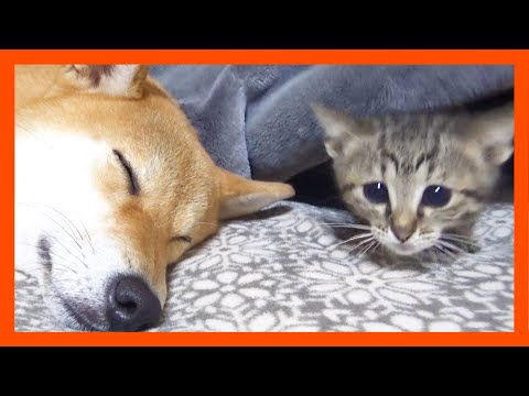 【R村の歴史】柴犬と子猫でお昼寝するかと思っていると子猫に遊びのスイッチが…笑(YouTube)