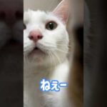 ごはんを察したおしゃべり猫はこうなりますw #shorts(YouTube)