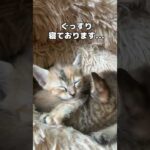 【癒し】安心した顔で仲良く2匹で寝る子猫を見ていると幸せになる…　#shorts(YouTube)