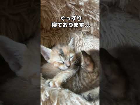 【癒し】安心した顔で仲良く2匹で寝る子猫を見ていると幸せになる…　#shorts(YouTube)