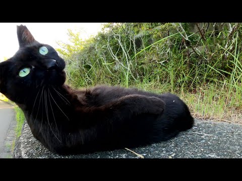 ブロック塀の上でクネクネする黒猫ちゃんをモフる(YouTube)