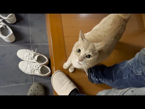 お父さんに会いたかったことをアピールする猫(YouTube)