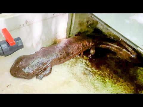 天然記念物に会いに行ってきました。【長崎バイオパーク×安佐動物公園】(YouTube)