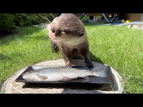ニジマスが手に入ったので、お外で丸ごとカワウソにあげた！ I got a rainbow trout and gave the whole thing to an otter outside!(YouTube)