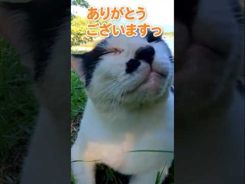 なでなでが気持ち良くてこんな顔に…#shorts(YouTube)