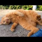 猫島の茶トラ猫軍団、石のベンチに向かう(他2本)(YouTube)