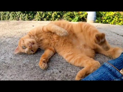 猫島の茶トラ猫軍団、石のベンチに向かう(他2本)(YouTube)