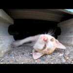 遊び疲れた子猫たちは倉庫下で休みます(YouTube)