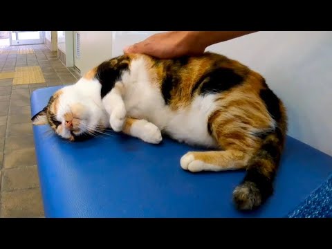 フェリー乗り場の待合室に座っていたら猫が入ってきて隣に座ってきた(YouTube)