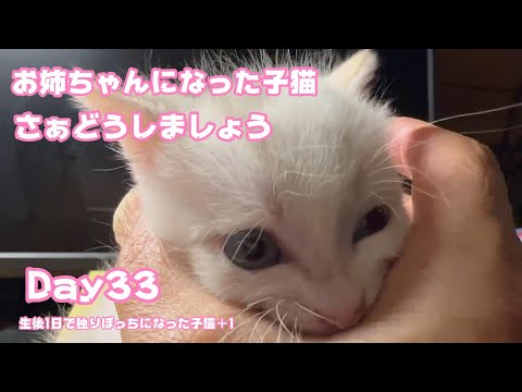 【2023 09 18-1】 突然お姉ちゃんになった子猫はどうしましょう 生後1日で独りぼっちになった子猫+1 Day33 【2023 09 18-1】(YouTube)