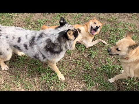 ややこしい人達の写真アップロードしました(YouTube)
