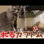 荒ぶるカブトムシから目が離せない猫がかわいいw(YouTube)