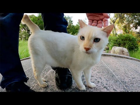 笹かまぼこみたいな猫と一緒に庭園を散歩する(YouTube)