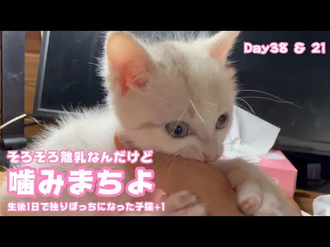 そろそろ離乳なのでまず試しに人を齧る 生後1日で独りぼっちになった子猫+1 Day38 ＆ 21　【2023 09 23-1】(YouTube)