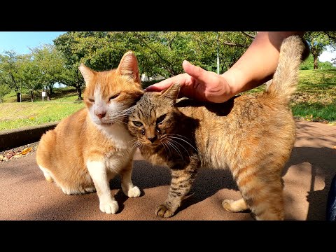 歳の差猫カップルをモフっていたら、旧友のハチワレ猫がお祝いに来た(YouTube)