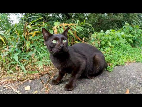 【今週の感動猫動画】今週撮った短い未公開動画まとめて公開-unreleased video of this week-2023/9/2w(YouTube)