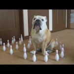 ブルドッグが障害物を倒さずに歩けるか試したらまさかの結果にWWW!(YouTube)