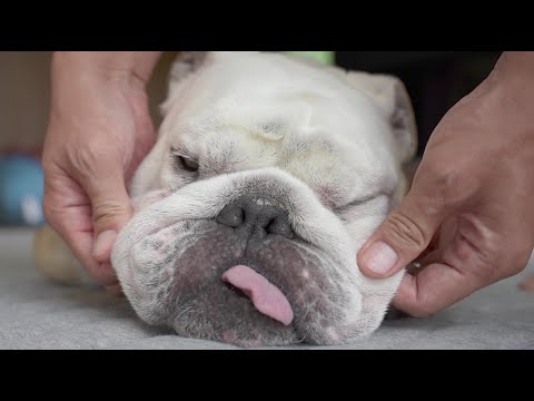 我が家の愛犬が病院の先生に「奇跡の子」と言わた理由がこちら！【Levoit Vital 100S】(YouTube)