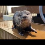 「金魚すくい」ならぬ「ドジョウすくい」でカワウソと勝負してみた！ I tried my hand at “loach scooping” with an otter!(YouTube)