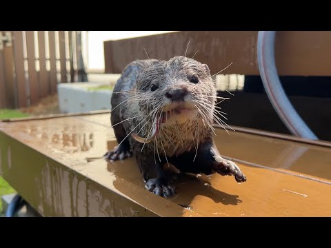 「金魚すくい」ならぬ「ドジョウすくい」でカワウソと勝負してみた！ I tried my hand at “loach scooping” with an otter!(YouTube)