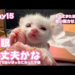 2023 09 01 2 左眼大丈夫かな 生後1日で独りぼっちになった子猫 Day15 そしてまた酷い猫カゼと脱水症状の子猫を緊急保護(YouTube)