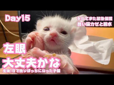 2023 09 01 2 左眼大丈夫かな 生後1日で独りぼっちになった子猫 Day15 そしてまた酷い猫カゼと脱水症状の子猫を緊急保護(YouTube)
