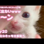 まだお出ましになりません う～ン 生後1日で独りぼっちになった子猫 Day20 今夜出なけりゃ明日朝病院へ【2023 09 06-2 】(YouTube)