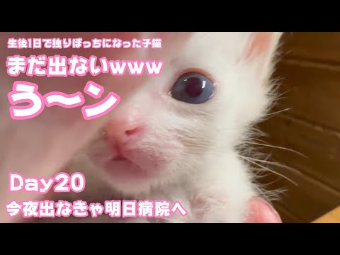 まだお出ましになりません う～ン 生後1日で独りぼっちになった子猫 Day20 今夜出なけりゃ明日朝病院へ【2023 09 06-2 】(YouTube)