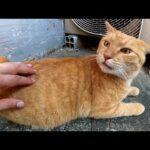 猫ハウスが設置された路地裏で快適そうに過ごす猫達(YouTube)