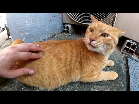 猫ハウスが設置された路地裏で快適そうに過ごす猫達(YouTube)