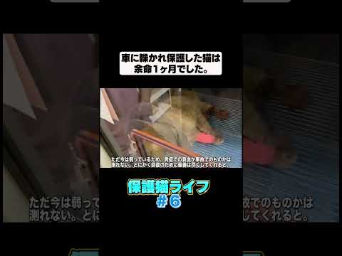 車に轢かれて大怪我してしまった猫が回復するまで⑥(YouTube)