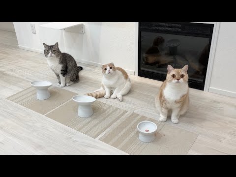 ごはんの時間に遅れたらお皿の前で猫たちがこうなってました…(YouTube)