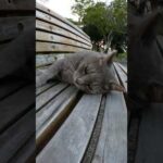 猫がベンチでお腹を丸出しにして寝転がる　 #猫 #野良猫 #野郎が撮った猫動画(YouTube)