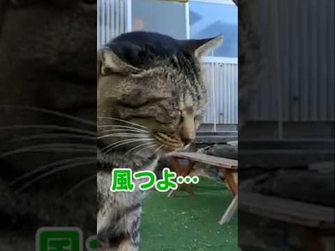風に吹かれても猫は可愛い…#shorts(YouTube)