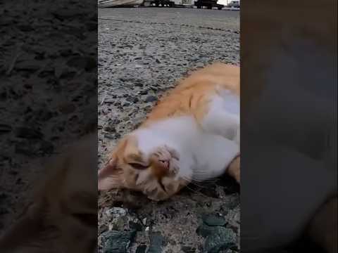 撫でてほしくて…(YouTube)