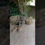寝相が悪い猫が仲間のお腹に脚をのせて爆睡するw　 #猫 #野良猫 #野郎が撮った猫動画(YouTube)