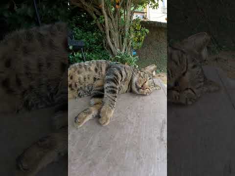 寝相が悪い猫が仲間のお腹に脚をのせて爆睡するw　 #猫 #野良猫 #野郎が撮った猫動画(YouTube)